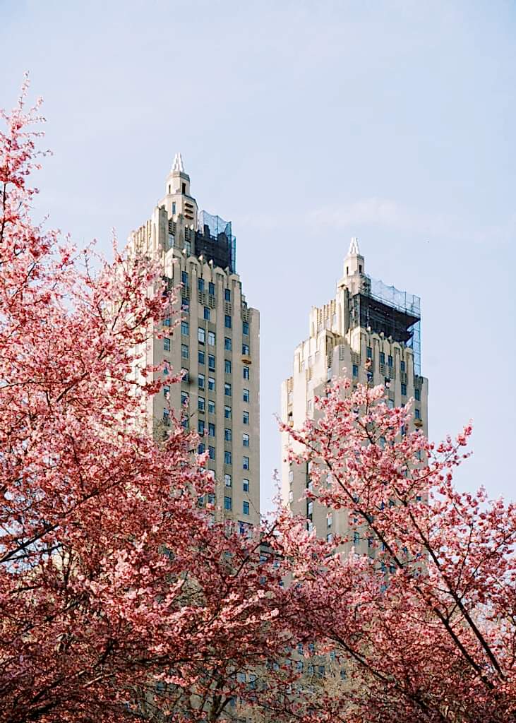 central park cherry blossoms in spring
