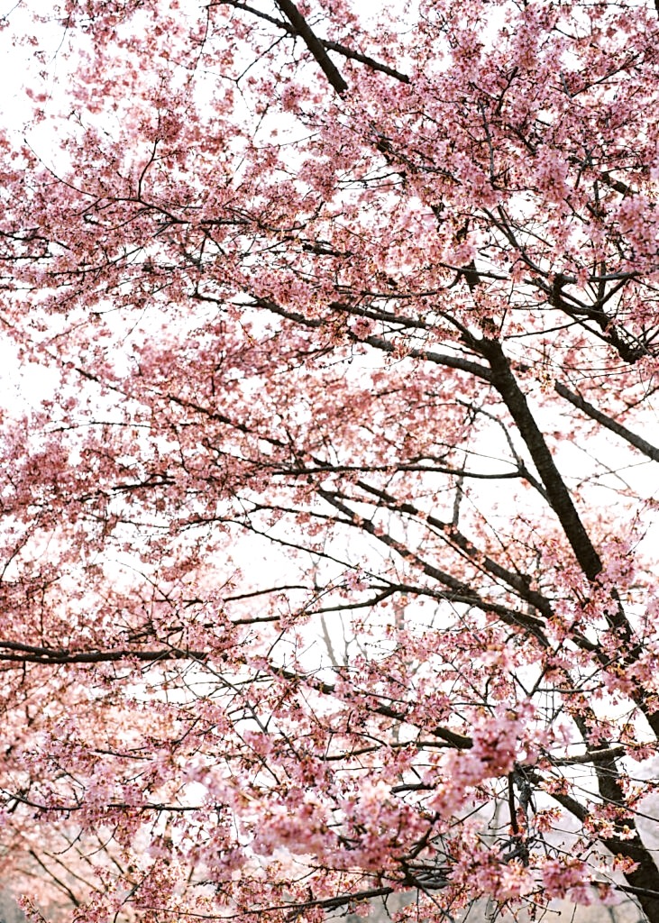 central park cherry blossoms in spring